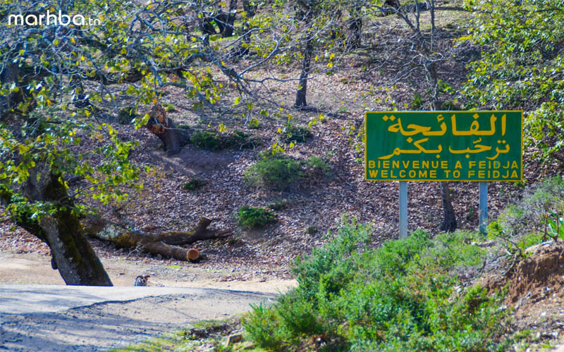 Découvrez Feija, l’une des plus belles forêts au monde