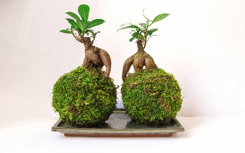 Air Bonsai