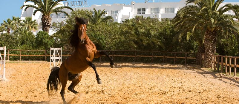 lesultan hammamet 1