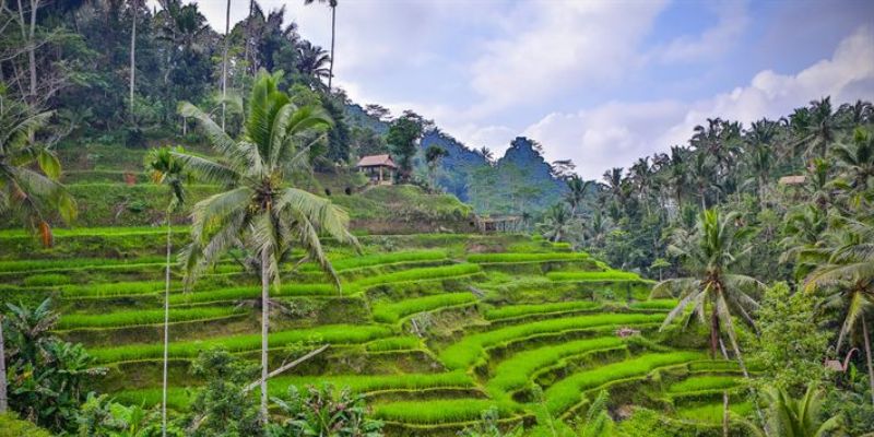 bali 1